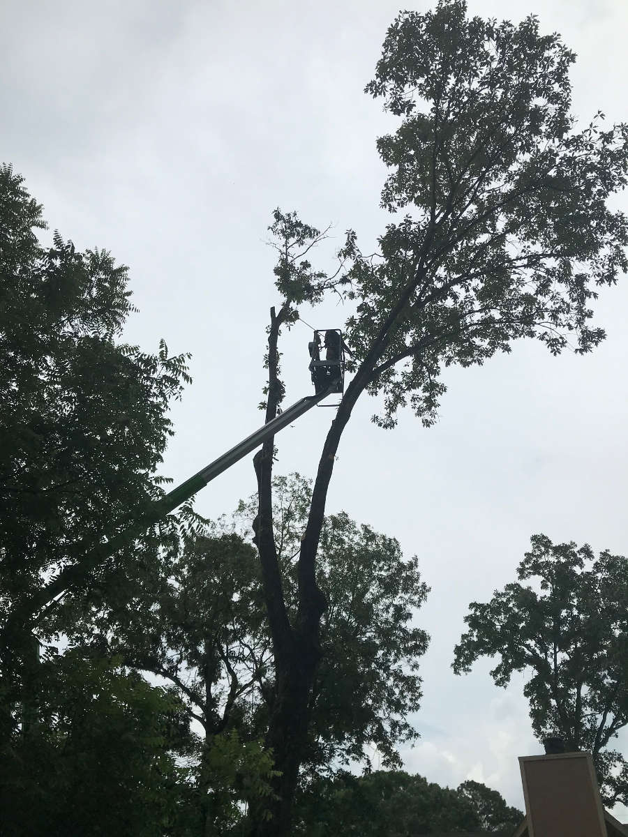 Brasher Tree Service Birmingham, AL